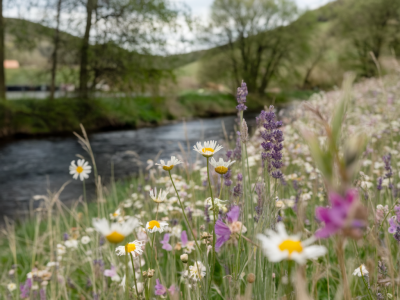 Où photographier les fleurs sauvages au printemps le long de l'Argens : cinq prairies secrètes et conseils macro