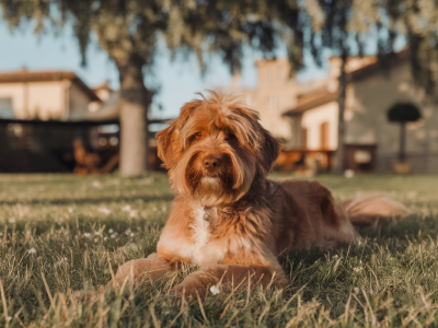 Comment trouver un hébergement pet-friendly au domaine de l'Argens : adresses testées et règles à connaître